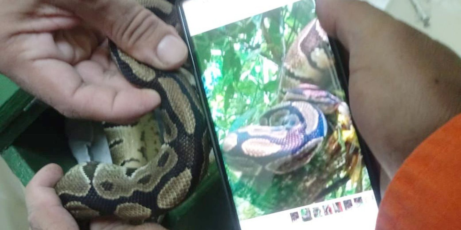 Serpente píton é retirada do Parque Nacional da Tijuca, no Rio